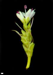 Veronica simulans. Old inflorescence, showing opposite decussate arrangement of the flowers. Scale = 1 mm.
 Image: M.J. Bayly & A.V. Kellow © Te Papa CC-BY-NC 3.0 NZ